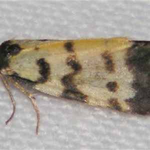Thallarcha jocularis at Bolivia, NSW - suppressed