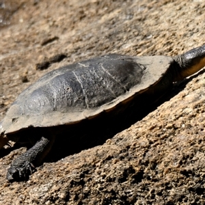 Chelodina longicollis at Paddys River, ACT - 8 Apr 2025 11:36 AM