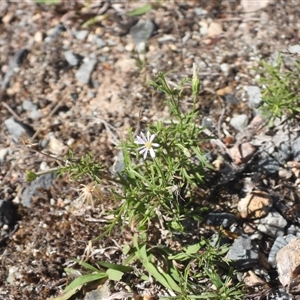 Vittadinia muelleri at Fadden, ACT - 5 Apr 2025 by DavidDedenczuk