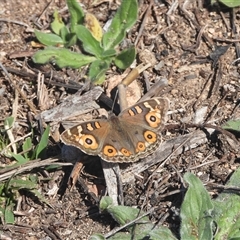 Junonia villida (Meadow Argus) at Fadden, ACT - 5 Apr 2025 by DavidDedenczuk