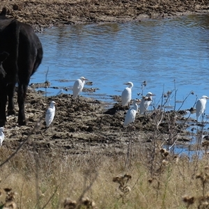 Bubulcus coromandus at Gordon, ACT - Today by RodDeb