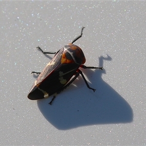 Eurymeloides pulchra at Gordon, ACT - Today by RodDeb