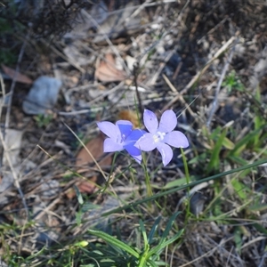 Wahlenbergia sp. at Fadden, ACT - 5 Apr 2025 by DavidDedenczuk