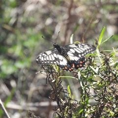 Papilio anactus (Dainty Swallowtail) at Fadden, ACT - 5 Apr 2025 by DavidDedenczuk