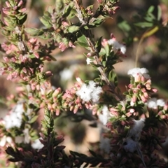 Styphelia attenuata (Small-leaved Beard Heath) at Fadden, ACT - 5 Apr 2025 by DavidDedenczuk