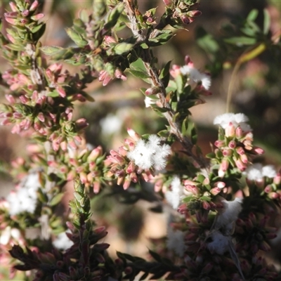 Styphelia attenuata (Small-leaved Beard Heath) at Fadden, ACT - 5 Apr 2025 by DavidDedenczuk