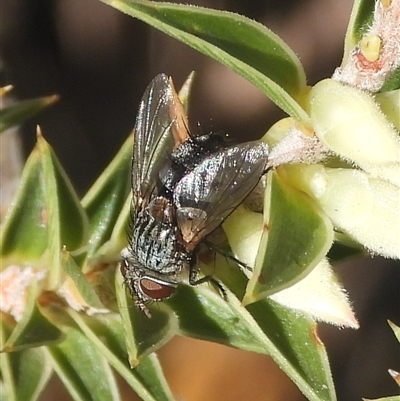 Unverified True fly (Diptera) at Fadden, ACT - 5 Apr 2025 by DavidDedenczuk