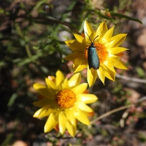 Pollanisus (genus) (A Forester Moth) at Fadden, ACT - 5 Apr 2025 by DavidDedenczuk
