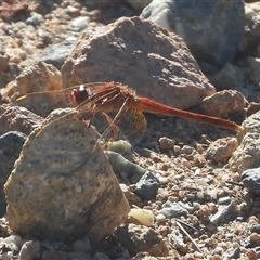 Diplacodes haematodes (Scarlet Percher) at Isaacs, ACT - 5 Apr 2025 by DavidDedenczuk