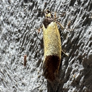 Merocroca automima (Chezala group) at Ainslie, ACT - 26 Oct 2024 by Pirom