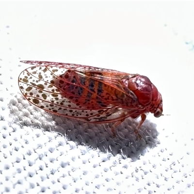 Psyllidae sp. (family) by Pirom