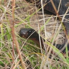 Pseudechis porphyriacus at Kambah, ACT - 6 Apr 2025 11:13 AM