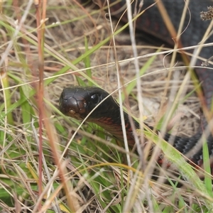 Pseudechis porphyriacus at Kambah, ACT - 6 Apr 2025 11:13 AM