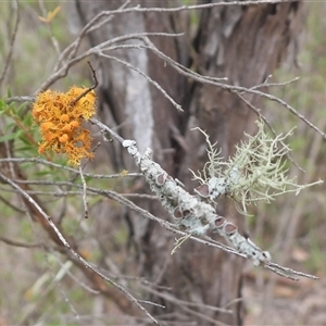 Usnea sp. (genus) at Kambah, ACT - 6 Apr 2025 11:27 AM