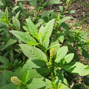 Phytolacca octandra by AlexJ