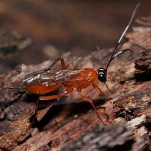 Stiromesostenus sp. (genus) at Acton, ACT - 1 Jan 2025 by TimL