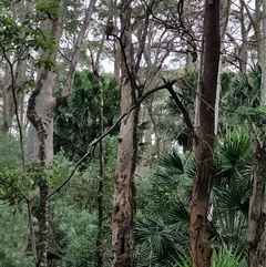 Eopsaltria australis at Depot Beach, NSW - 6 Apr 2025 01:39 PM