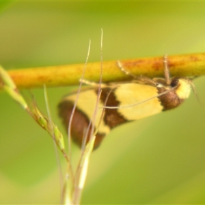 Chrysonoma fascialis at Bolivia, NSW - suppressed