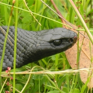 Pseudechis porphyriacus at Bolivia, NSW - suppressed
