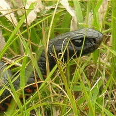 Pseudechis porphyriacus at Bolivia, NSW - suppressed