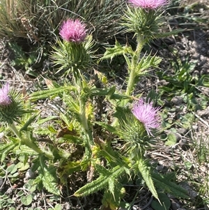 Cirsium vulgare (Spear Thistle) at Springfield, NSW - 4 Apr 2025 by JaneR