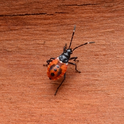 Dindymus versicolor (Harlequin Bug) at Uriarra Village, ACT - 16 Mar 2025 by NateKingsford