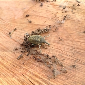Unverified Insect at Crowther, NSW - 24 Feb 2022 by Frecko