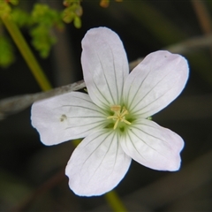 Unverified Other Wildflower or Herb by PJH123
