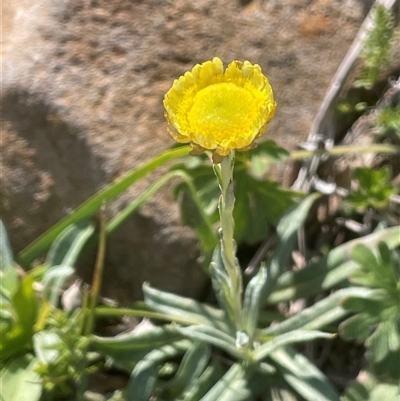 Coronidium gunnianum (Gunn's Everlasting) at Springfield, NSW - 4 Apr 2025 by JaneR