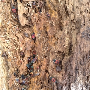 Unverified Insect at Crowther, NSW - 16 Sep 2022 by Frecko