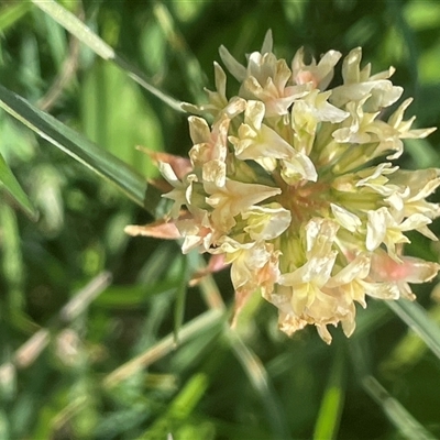 Trifolium repens var. repens (White Clover) at Springfield, NSW - 4 Apr 2025 by JaneR