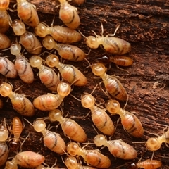 Nasutitermes sp. (genus) (Snouted termite, Gluegun termite) at Bruce, ACT - 26 Feb 2025 by NateKingsford