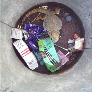 Pogona barbata at Crowther, NSW - suppressed