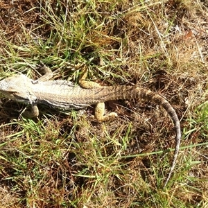 Pogona barbata at Crowther, NSW - suppressed