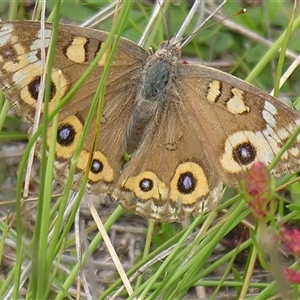 Junonia villida at Bolivia, NSW - suppressed