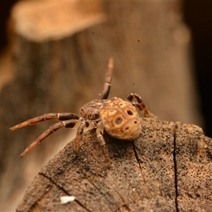 Tharpyna sp. (genus) at Macgregor, ACT - 14 Dec 2024 by NateKingsford
