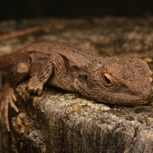 Amphibolurus muricatus at Armidale, NSW - 29 Sep 2024 12:48 PM