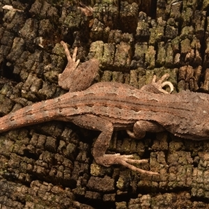 Amphibolurus muricatus at Armidale, NSW - 29 Sep 2024 12:48 PM