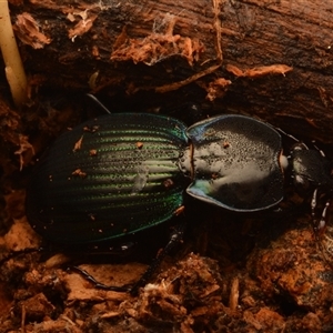 Carabidae (family) at Armidale, NSW - 29 Sep 2024 02:38 PM