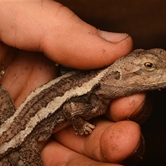 Amphibolurus muricatus at Armidale, NSW - 29 Sep 2024 02:53 PM