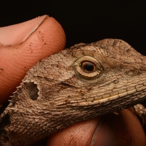 Amphibolurus muricatus at Armidale, NSW - 29 Sep 2024 02:53 PM