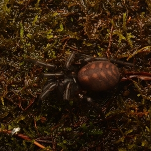 Paraembolides sp. (genus) at Ebor, NSW - 29 Sep 2024 05:16 PM