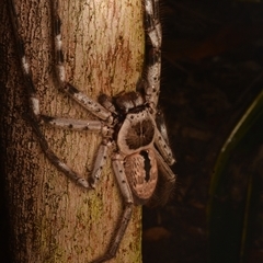 Holconia immanis (Grey Huntsman) at Boondall, QLD - 30 Sep 2024 by NateKingsford