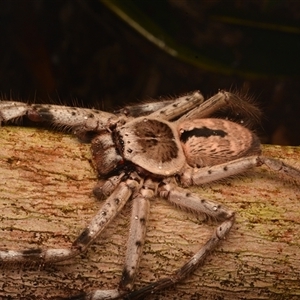 Holconia immanis at Boondall, QLD - 30 Sep 2024 08:43 PM