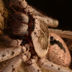 Holconia immanis at Boondall, QLD - 30 Sep 2024 08:43 PM