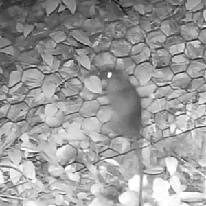 Rattus rattus at Surf Beach, NSW - 6 Apr 2025 by LyndalT