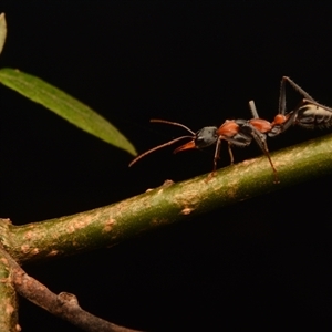 Myrmecia nigrocincta at Mount Coot-Tha, QLD - 2 Oct 2024 01:24 PM