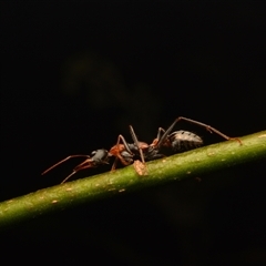 Myrmecia nigrocincta at Mount Coot-Tha, QLD - 2 Oct 2024 01:24 PM