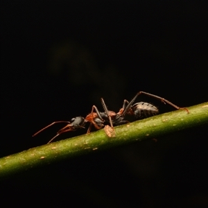 Myrmecia nigrocincta at Mount Coot-Tha, QLD - 2 Oct 2024 01:24 PM