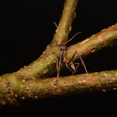 Myrmecia nigrocincta at Mount Coot-Tha, QLD - 2 Oct 2024 01:24 PM
